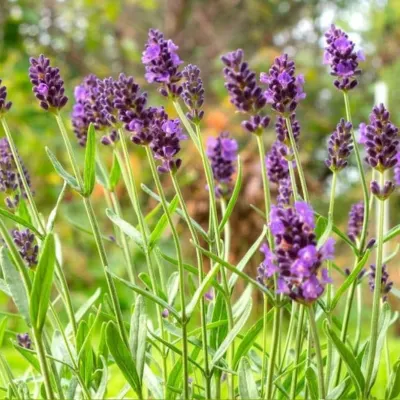 Lavender