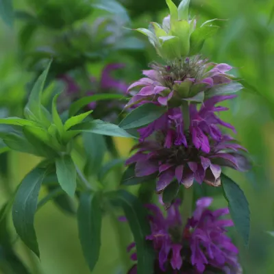 Lemon Balm 
