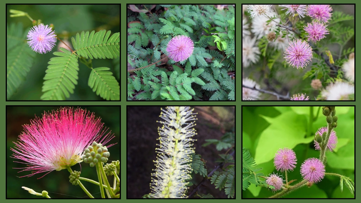 Mimosa Plant Varieties