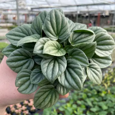 Peperomia Frost