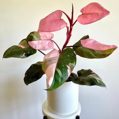 Philodendron Pink Princess