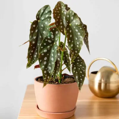Polka Dot Begonia