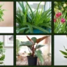 Popular Houseplants To Avoid If You Have Kids Or Pets