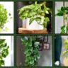 Pothos Care Tips