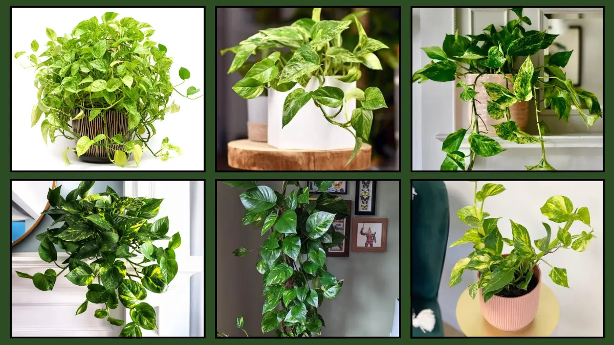 Pothos Care Tips