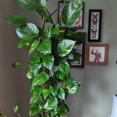 Pruning & Shaping