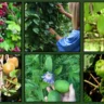 Rare Vining Fruit Plants