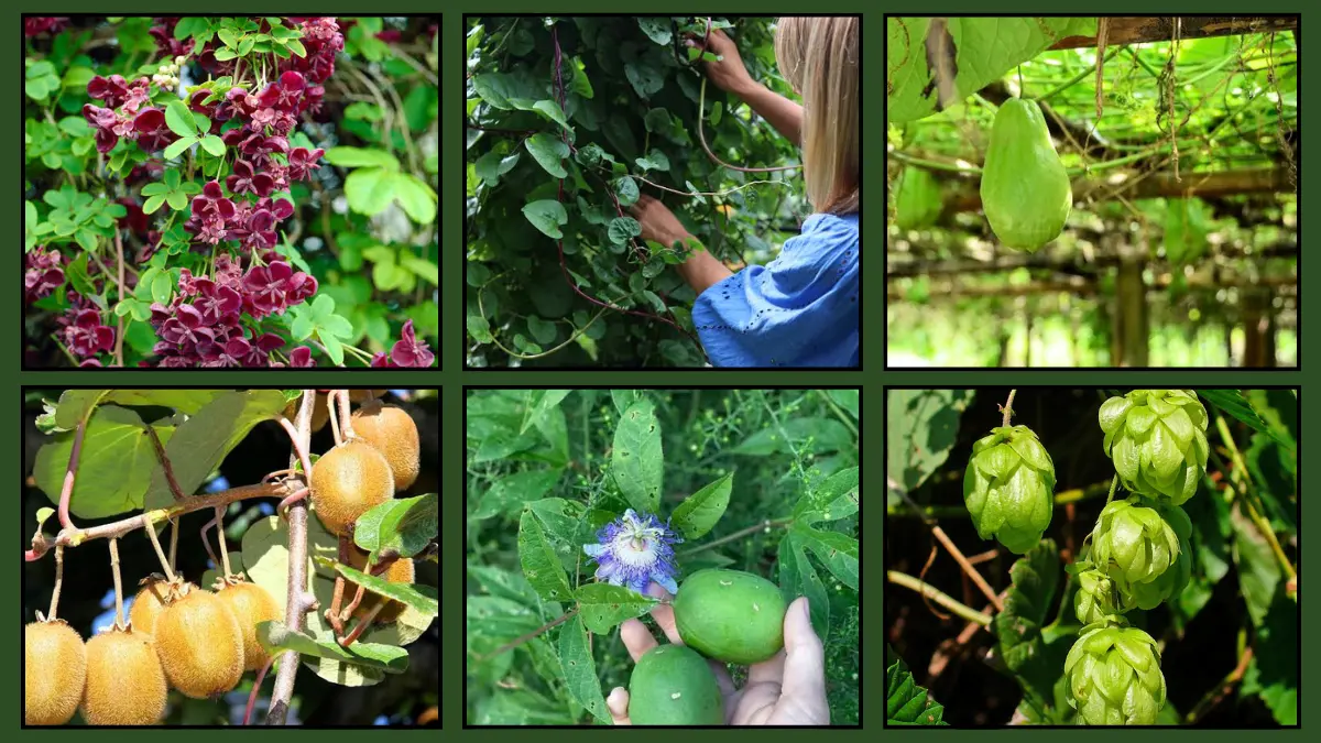Rare Vining Fruit Plants