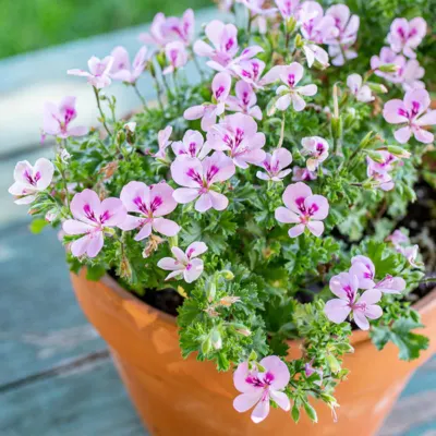 Scented Geranium