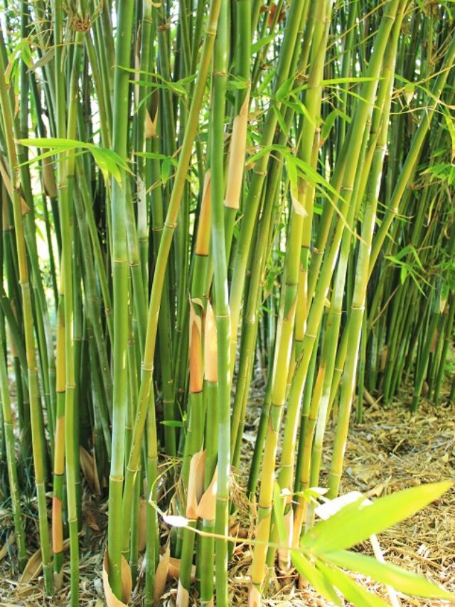 Slender Weavers