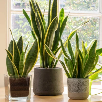 Snake Plant