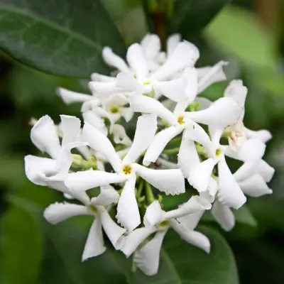 Star Jasmine