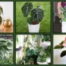 Style Plant Varieties