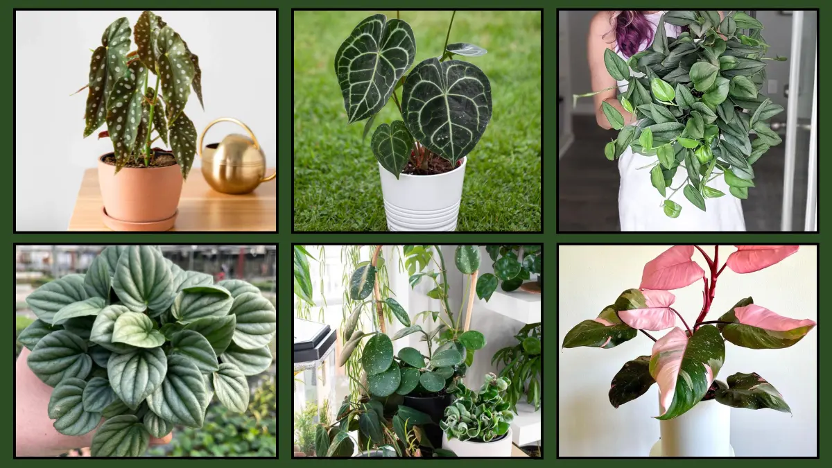 Style Plant Varieties