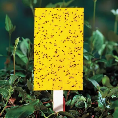 Use Sticky Traps To Catch Adult Flies