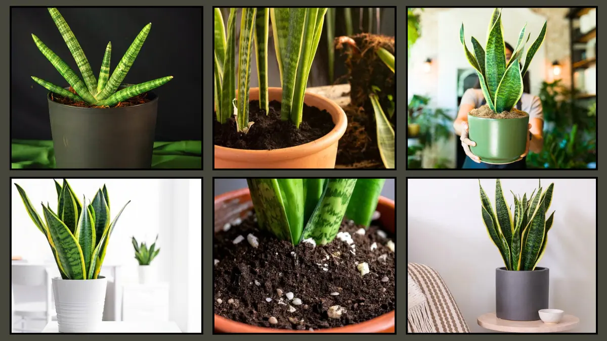 What Is The Best Soil Mix For Snake Plants