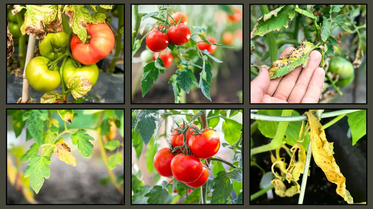 Your Tomato Leaves Are Turning Yellow