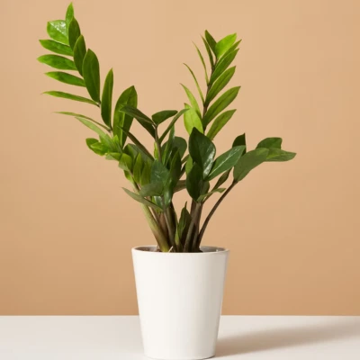 ZZ Plant