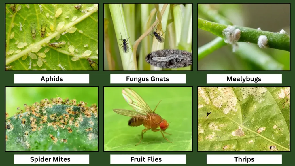 common houseplant pests with pictures