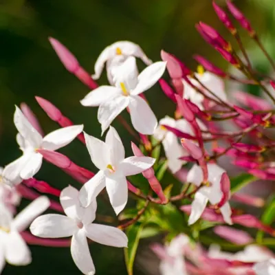 pink jasmine